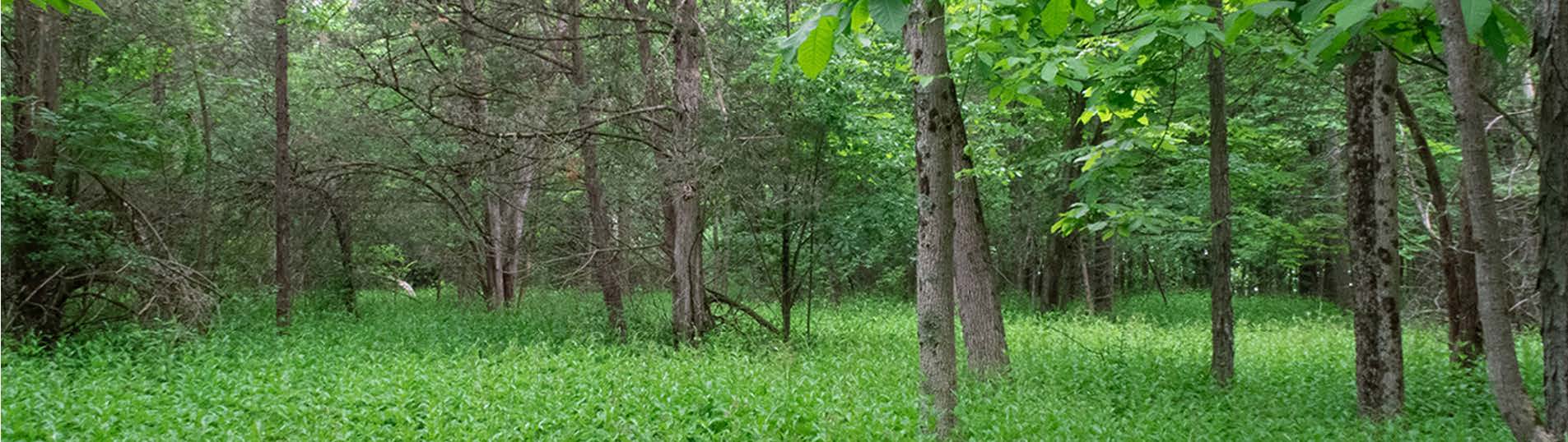 Description for Image 1