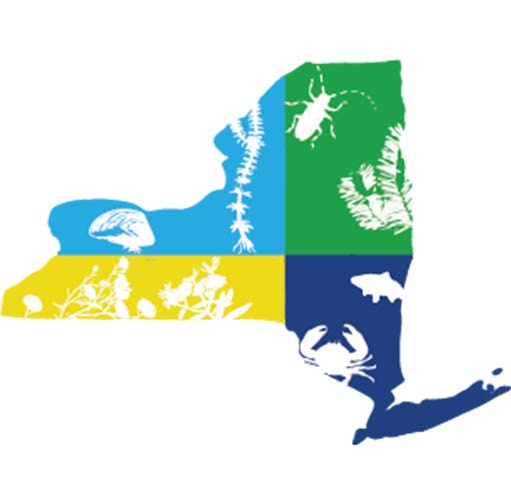 Description for Image 1